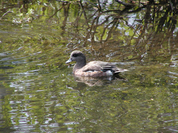 Anseriformes