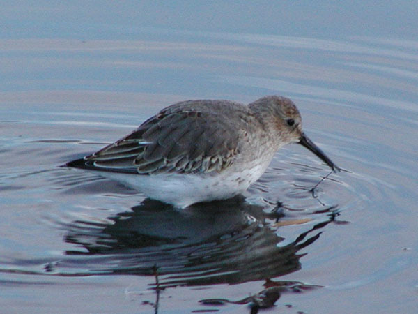 Calidris alpina