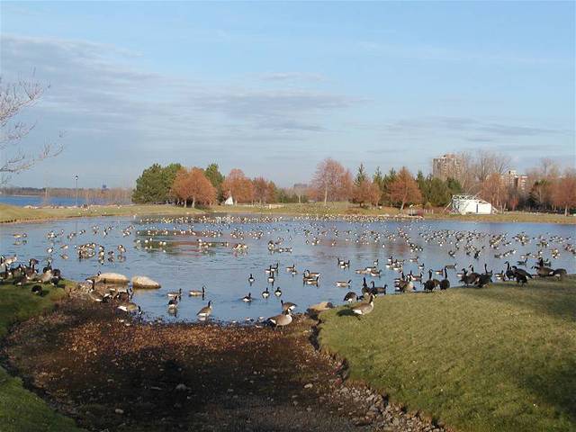 Photo of Branta canadensis