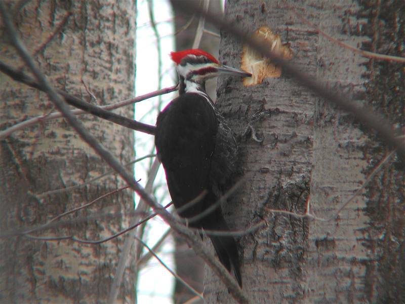 Piciformes