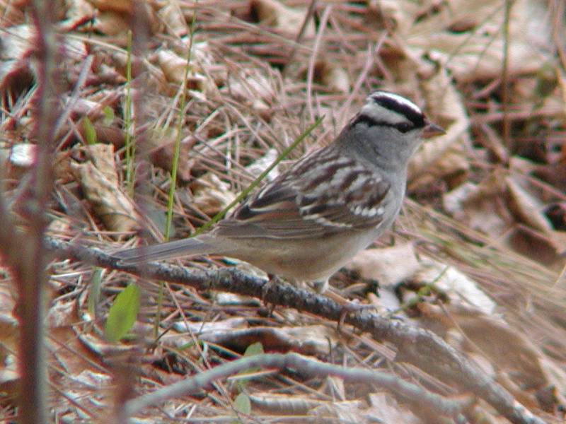 white-crownedsparrow