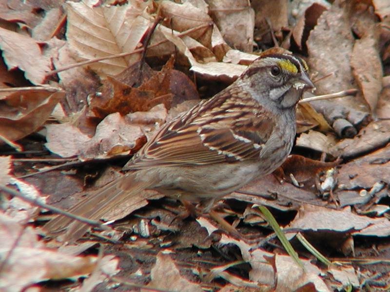 zonotrichiaalbicollis