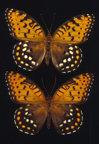 Papilionoidea