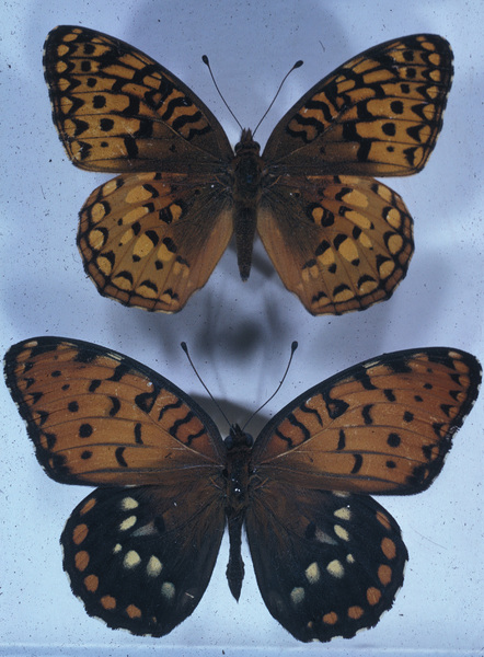 Papilionoidea