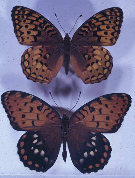 Lepidoptera