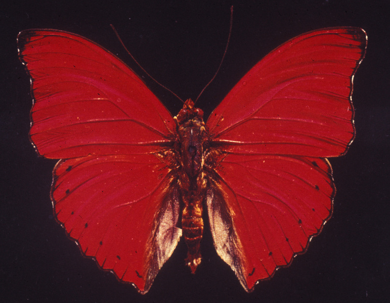 Papilionoidea