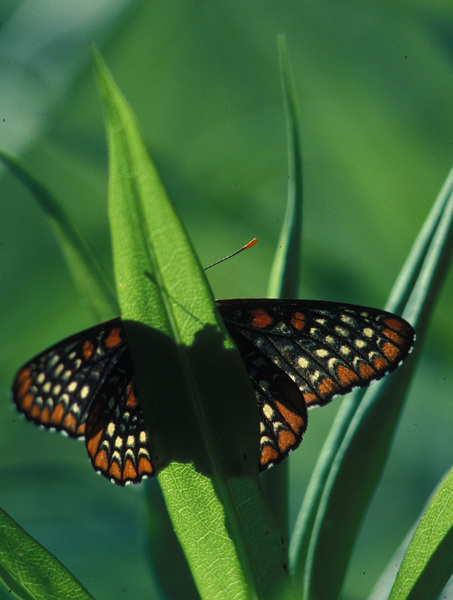 Papilionoidea