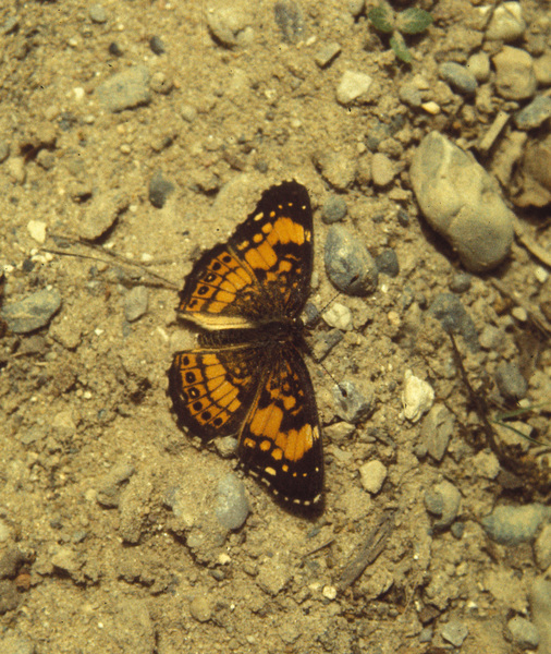 Papilionoidea