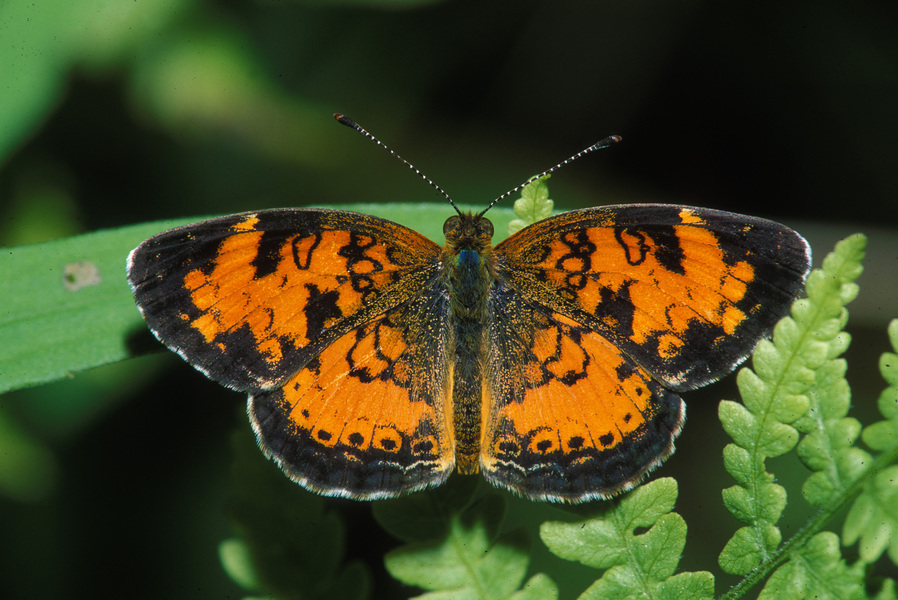 Phyciodes tharos