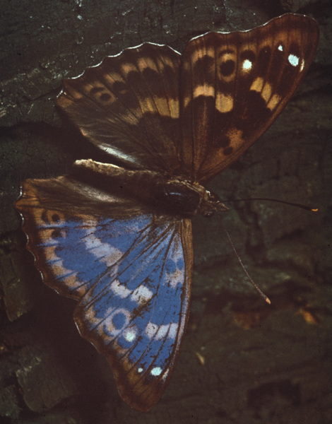 Lepidoptera