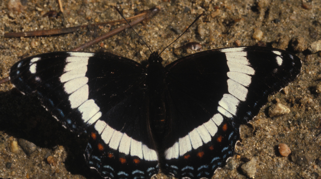 Papilionoidea