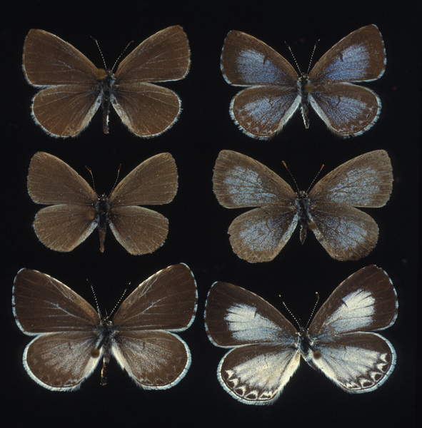 Eumetazoa