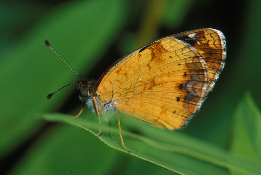 Phyciodes