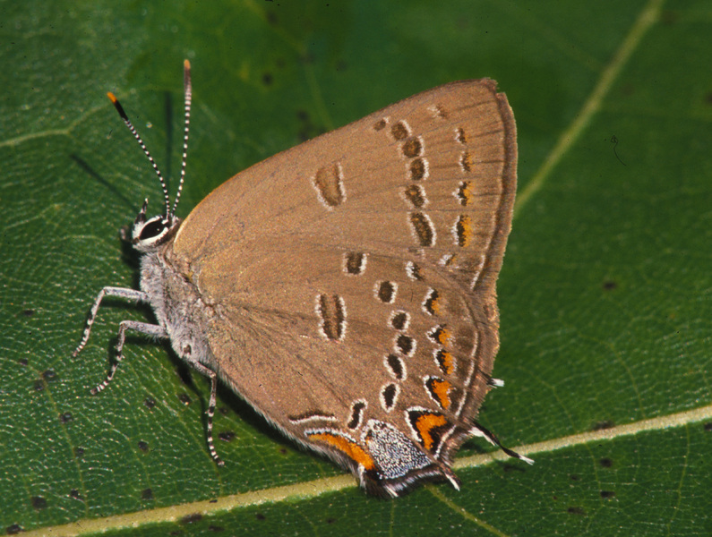 Papilionoidea