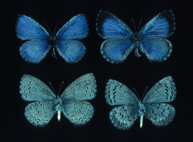 Papilionoidea