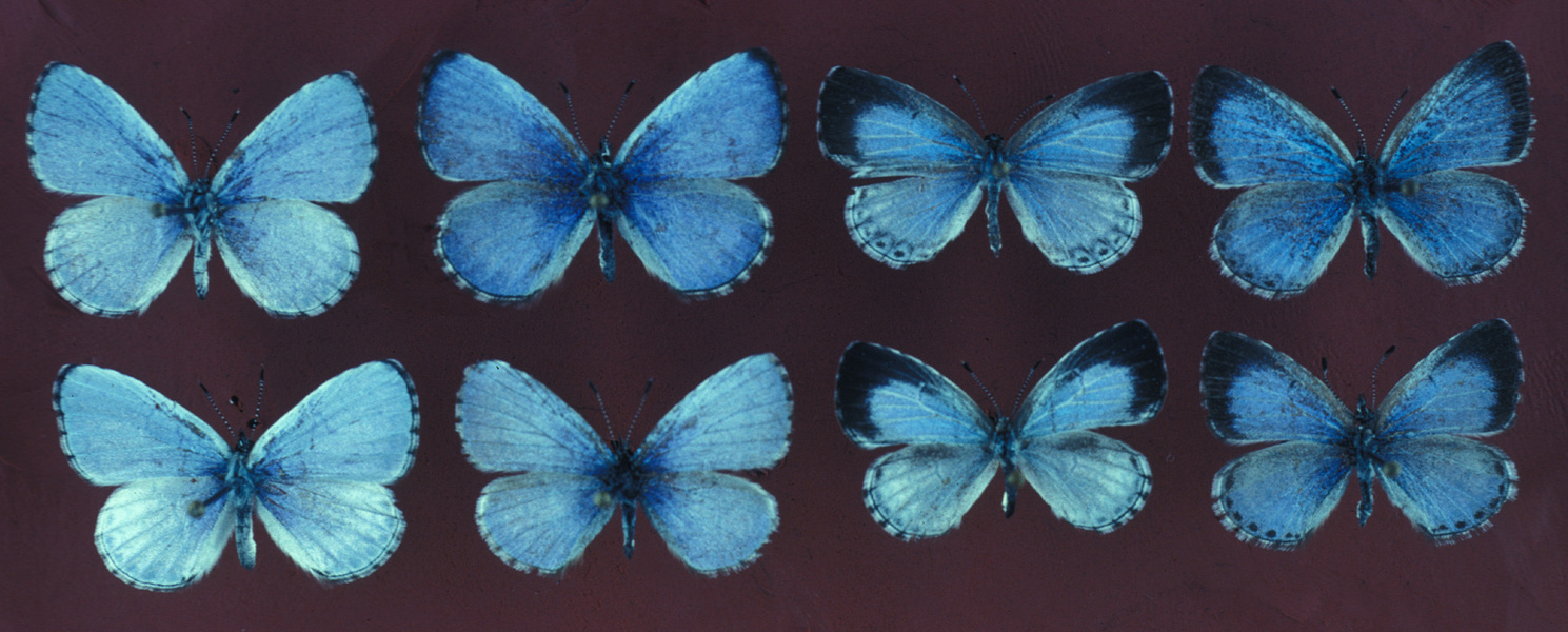 Papilionoidea