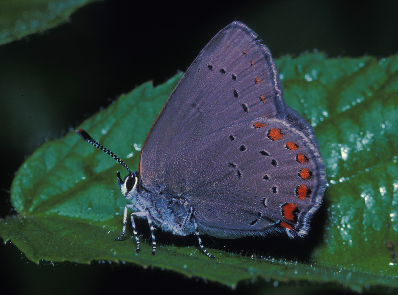 Papilionoidea