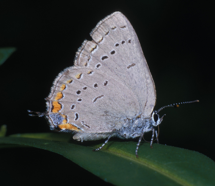 Lycaenidae