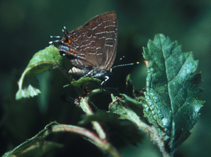 Ecdysozoa