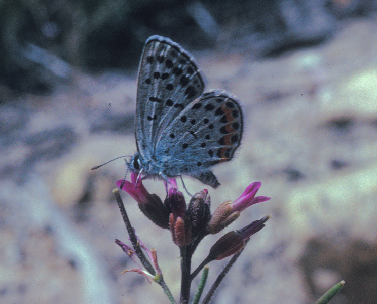 Eumetazoa