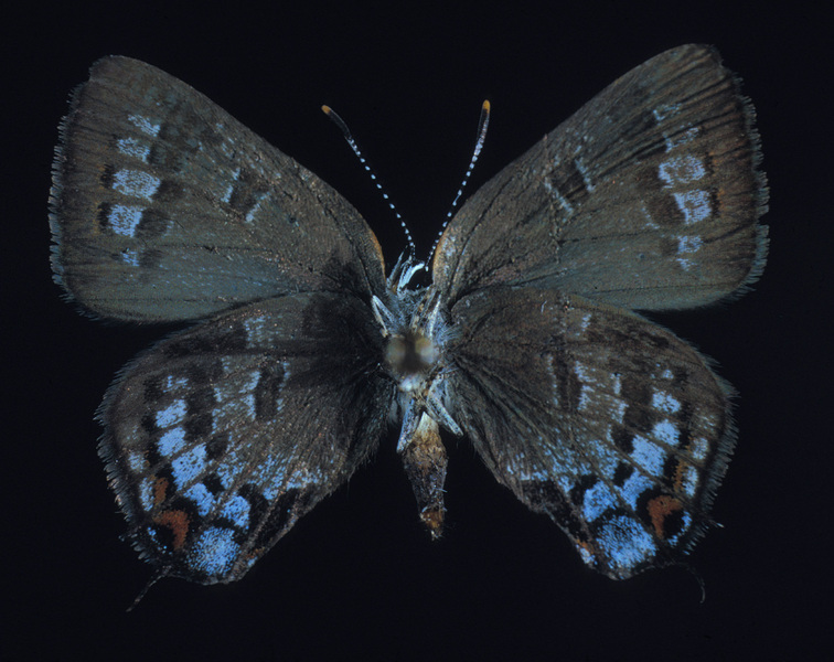 Lepidoptera