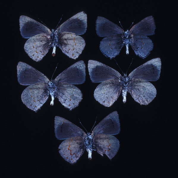 Papilionoidea