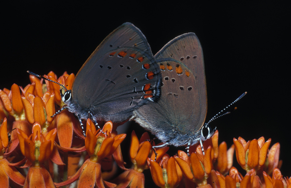 Papilionoidea