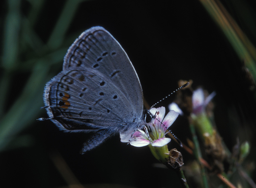 Papilionoidea