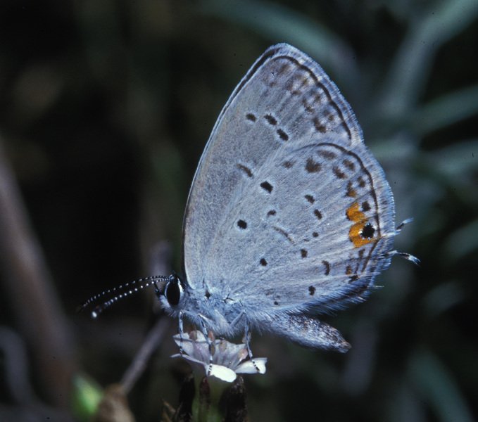 Papilionoidea