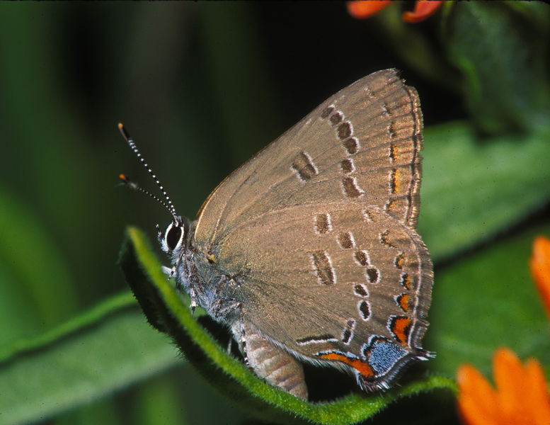 Papilionoidea