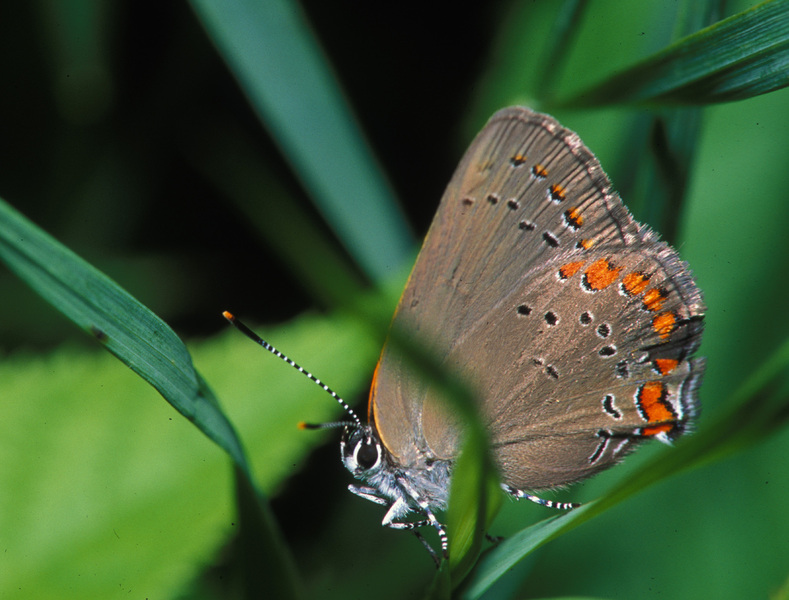 Papilionoidea