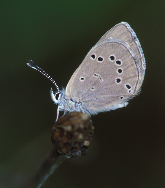 Papilionoidea