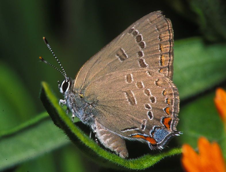 Lycaenidae