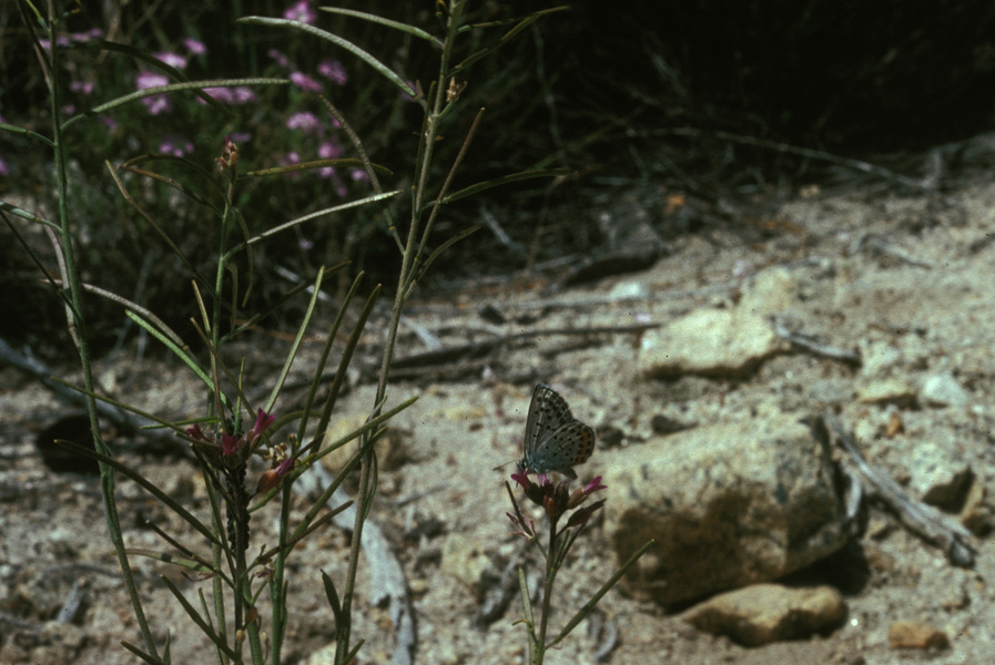 Eumetazoa