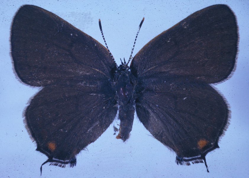 Lepidoptera