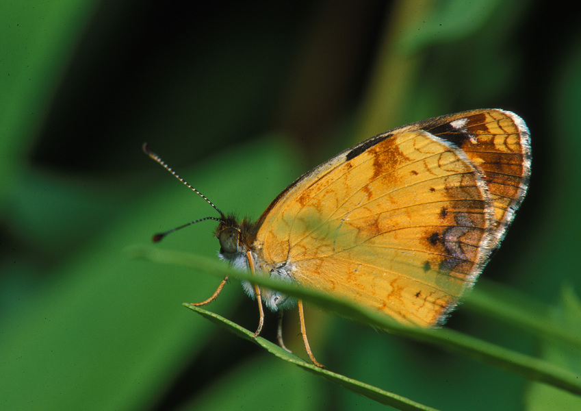 Phyciodes