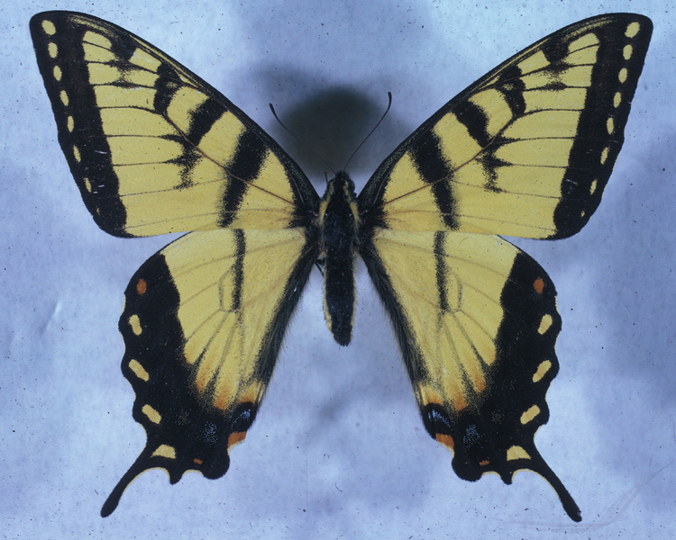 Lepidoptera