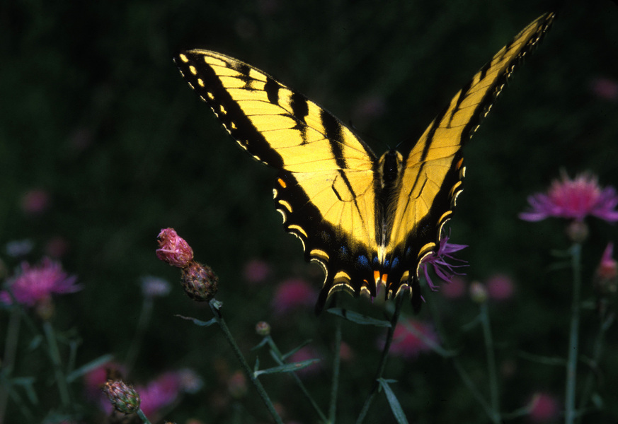 Papilio glaucus