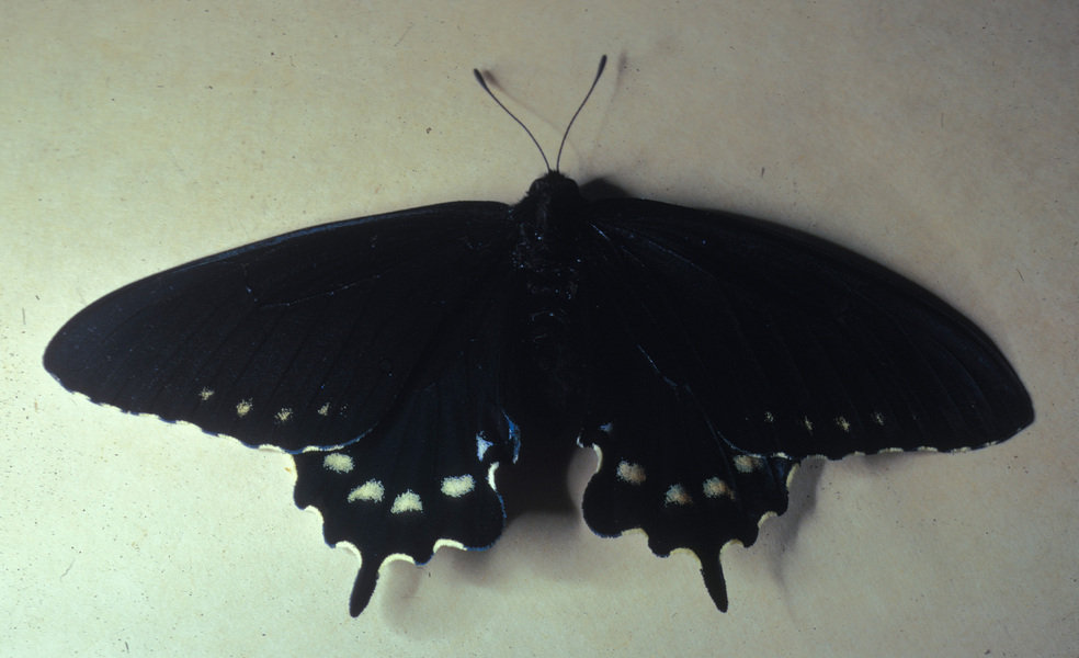 Lepidoptera