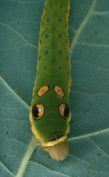 Papilionoidea