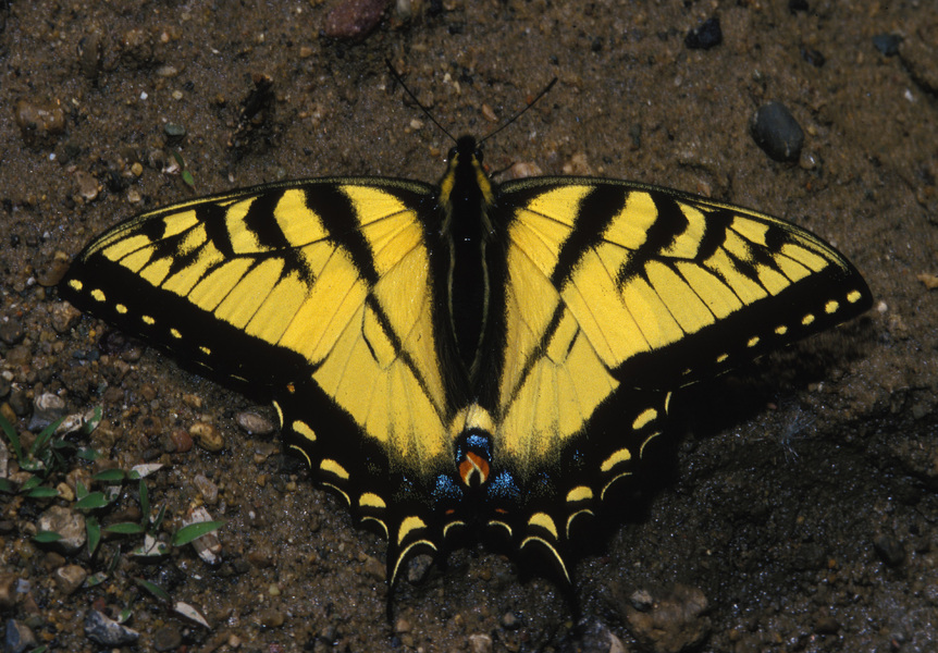 Lepidoptera