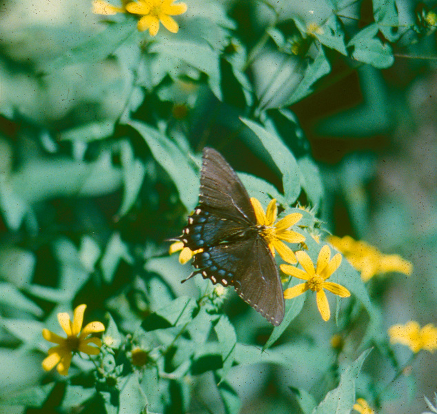 Papilionoidea