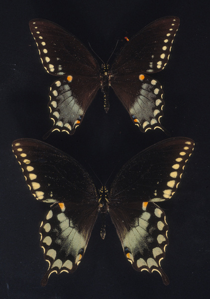 Papilio troilus