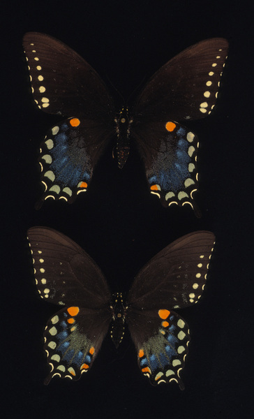 Lepidoptera