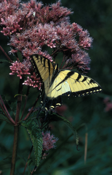 Papilio glaucus