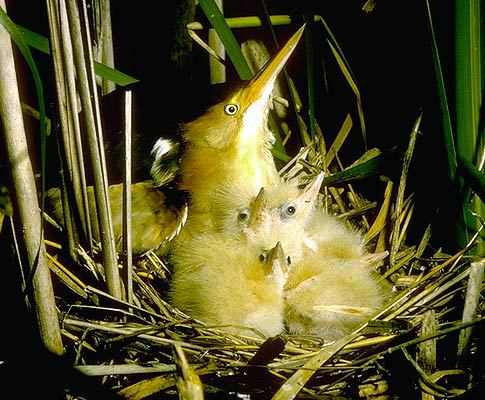 Ciconiiformes