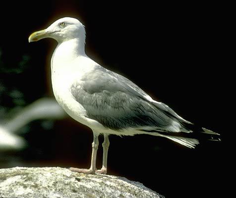 Larus