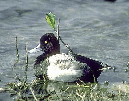 Photo of Aythya affinis