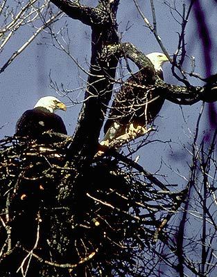 Haliaeetus leucocephalus