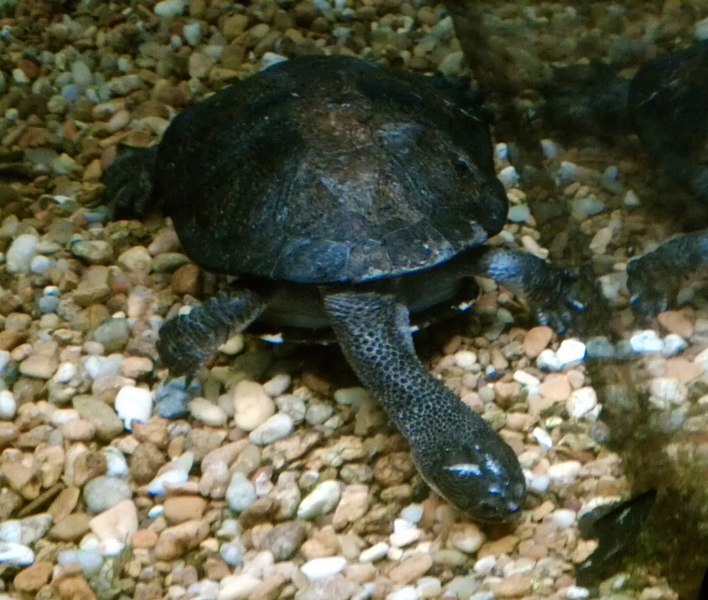 Chelodina0321